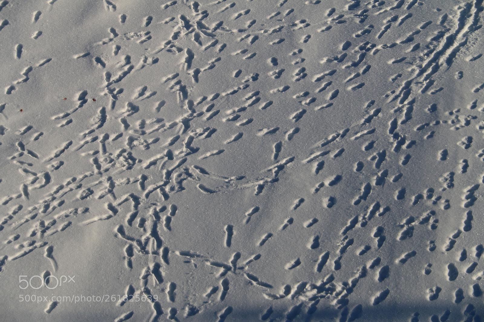 Canon EOS 70D sample photo. Footprints on snow photography