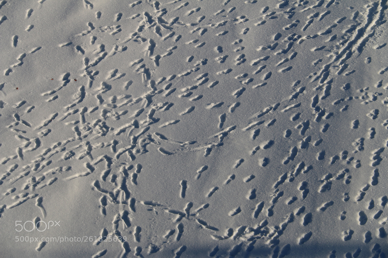 Canon EF-S 18-200mm F3.5-5.6 IS sample photo. Footprints on snow photography