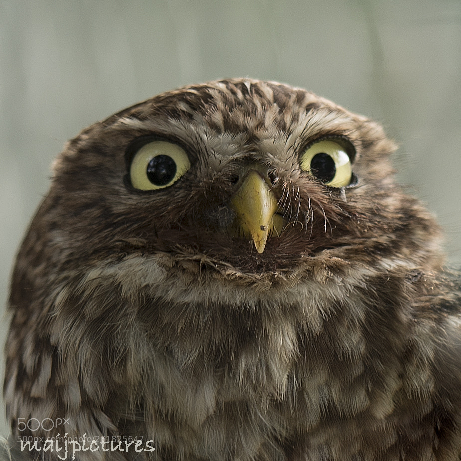 Nikon D750 sample photo. Owl photography