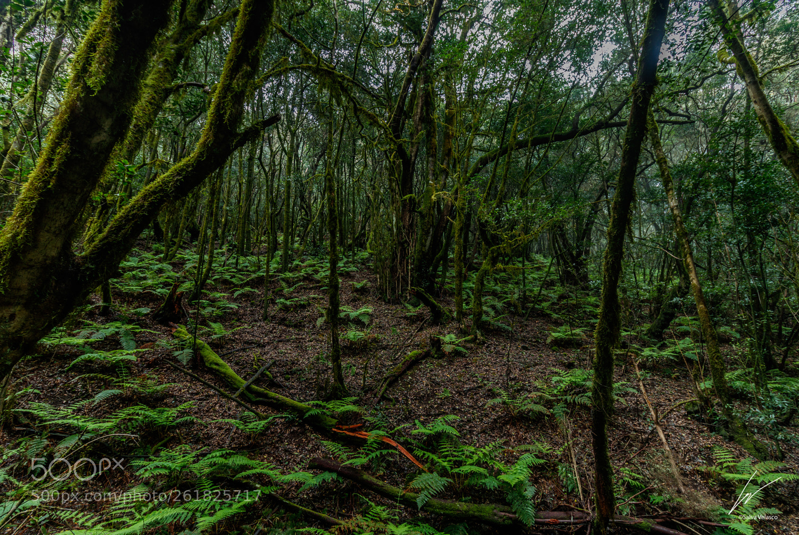 Canon EOS 80D sample photo. 2018 garajonay (la gomera 5) photography