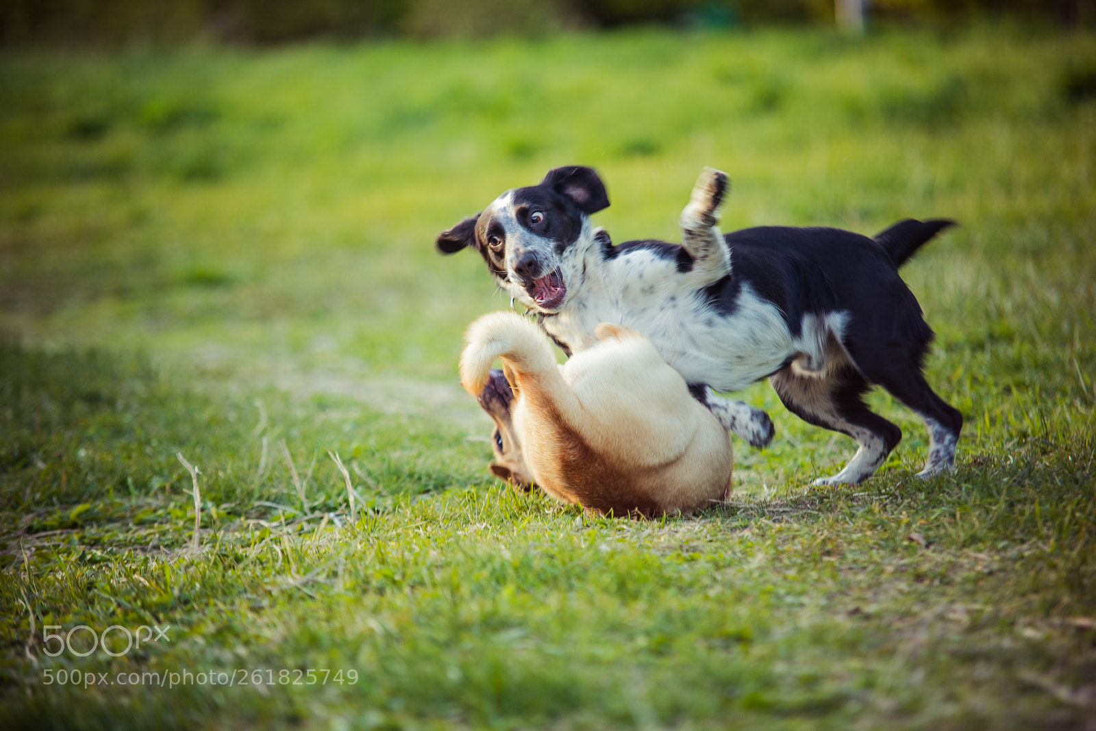 Nikon D610 sample photo. **** photography