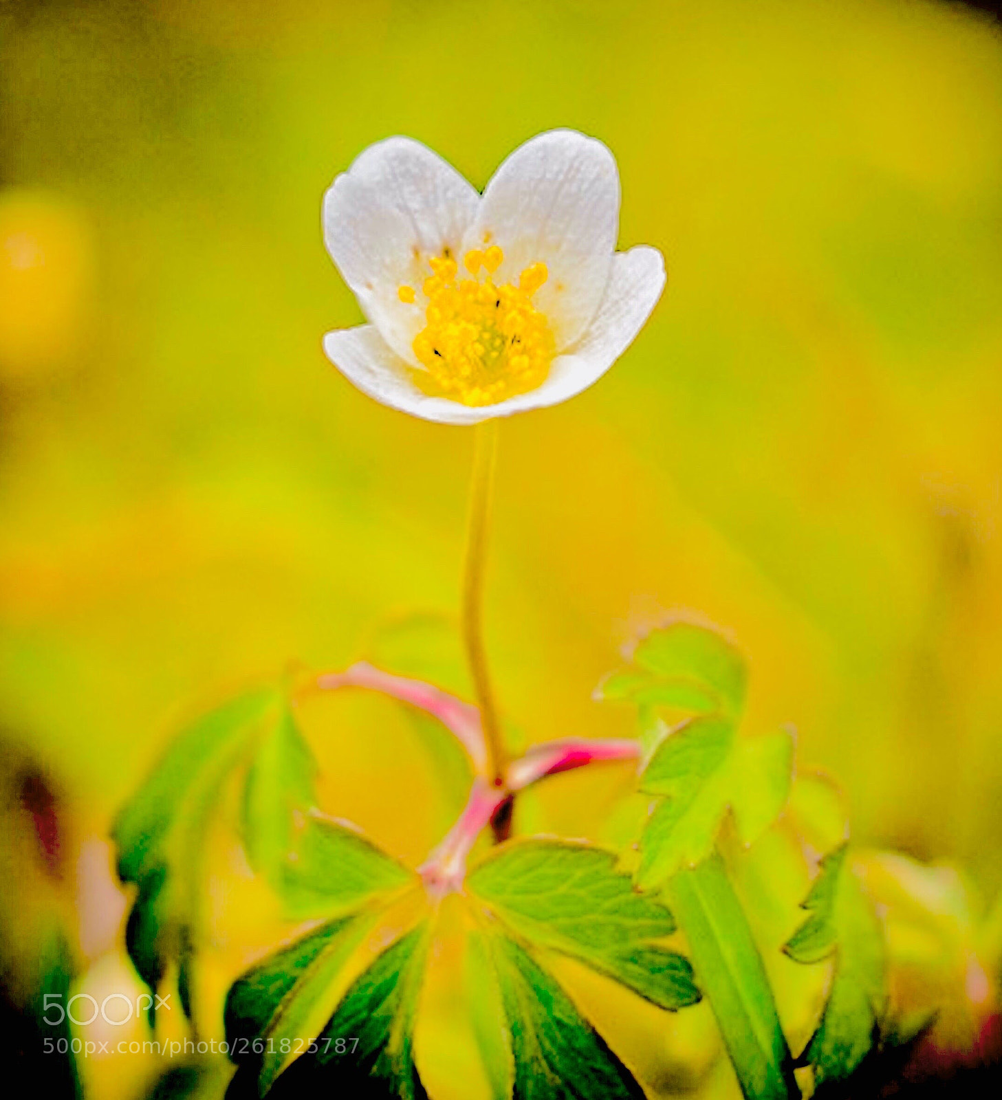 Sony a7R sample photo. Vitsippa photography