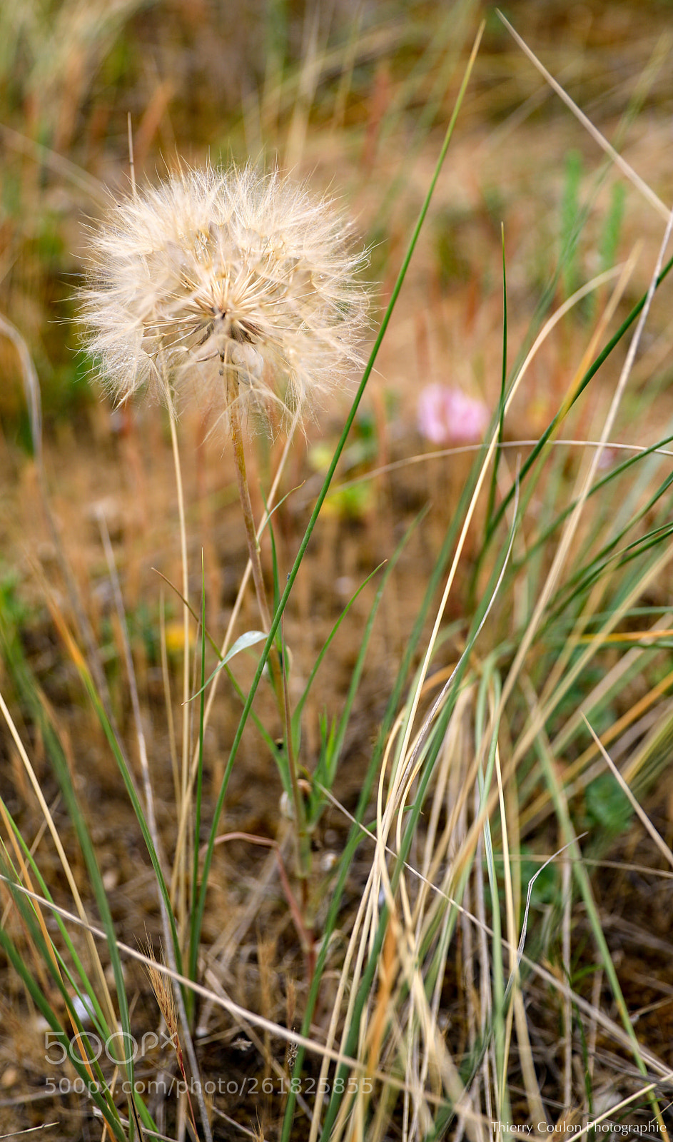 Canon EOS 5D Mark IV sample photo. Pissenlit de printemps  photography