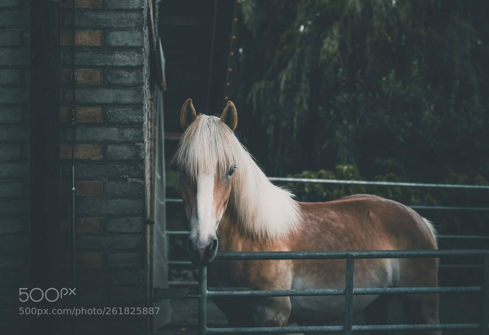 Nikon D850 sample photo. Look into the hypnotic photography