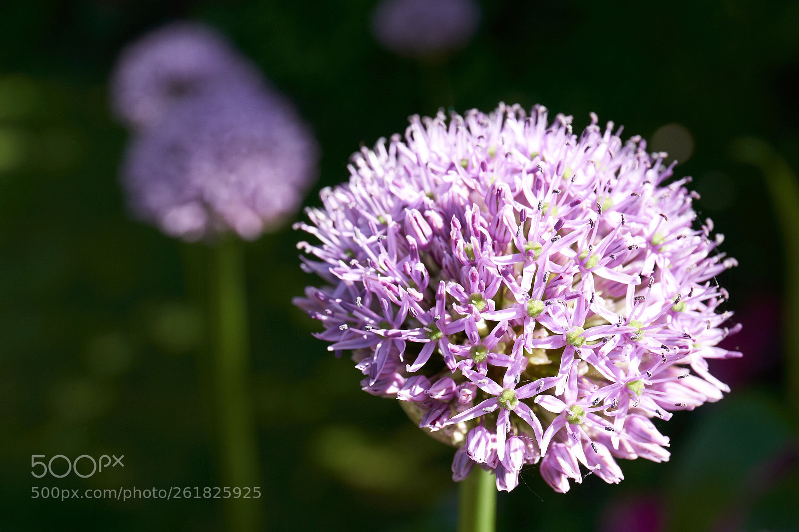 Sony a7 III sample photo. Allium blossom iv photography