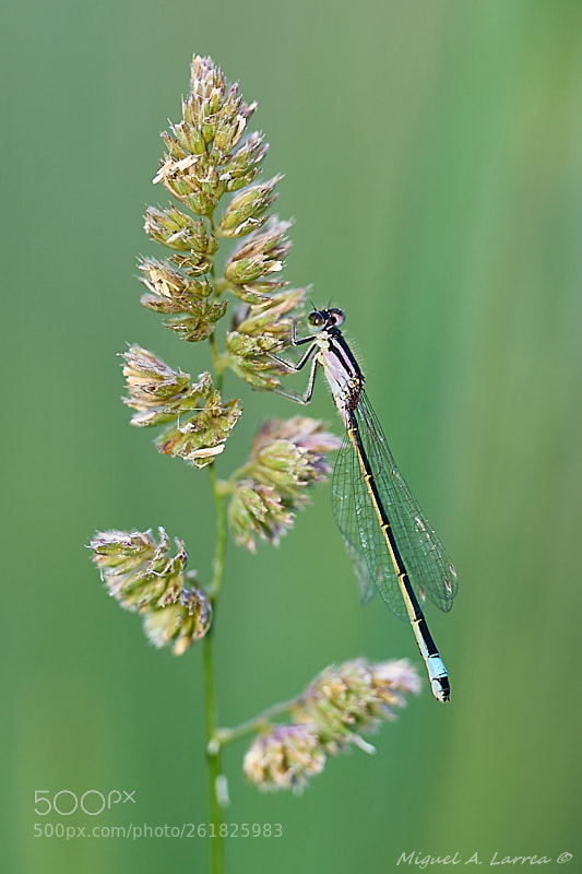 Sony ILCA-77M2 sample photo. Ischnura graellsii photography