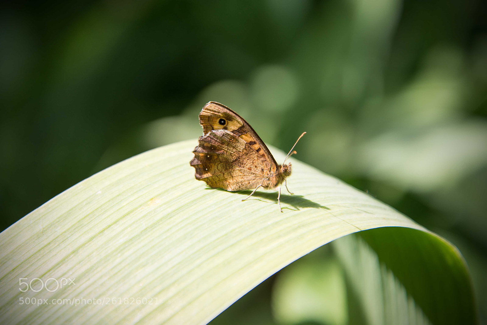 Nikon D610 sample photo. Butterfly in the sunlight photography