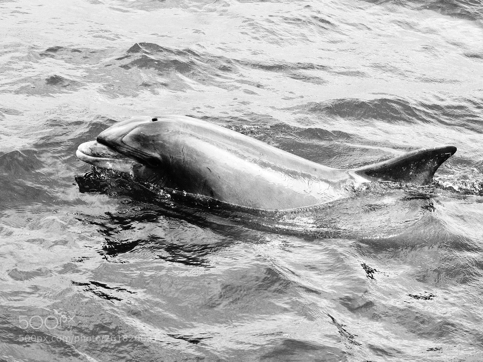 Fujifilm X-T2 sample photo. Dolphin in ireland  photography