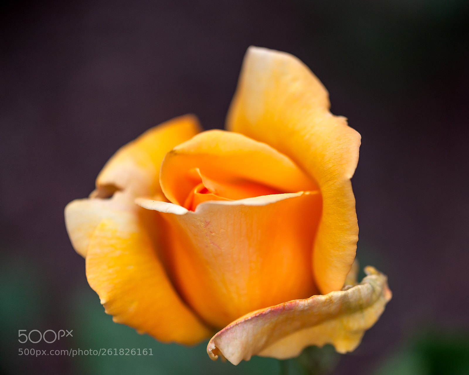 Nikon D700 sample photo. Orange rose photography