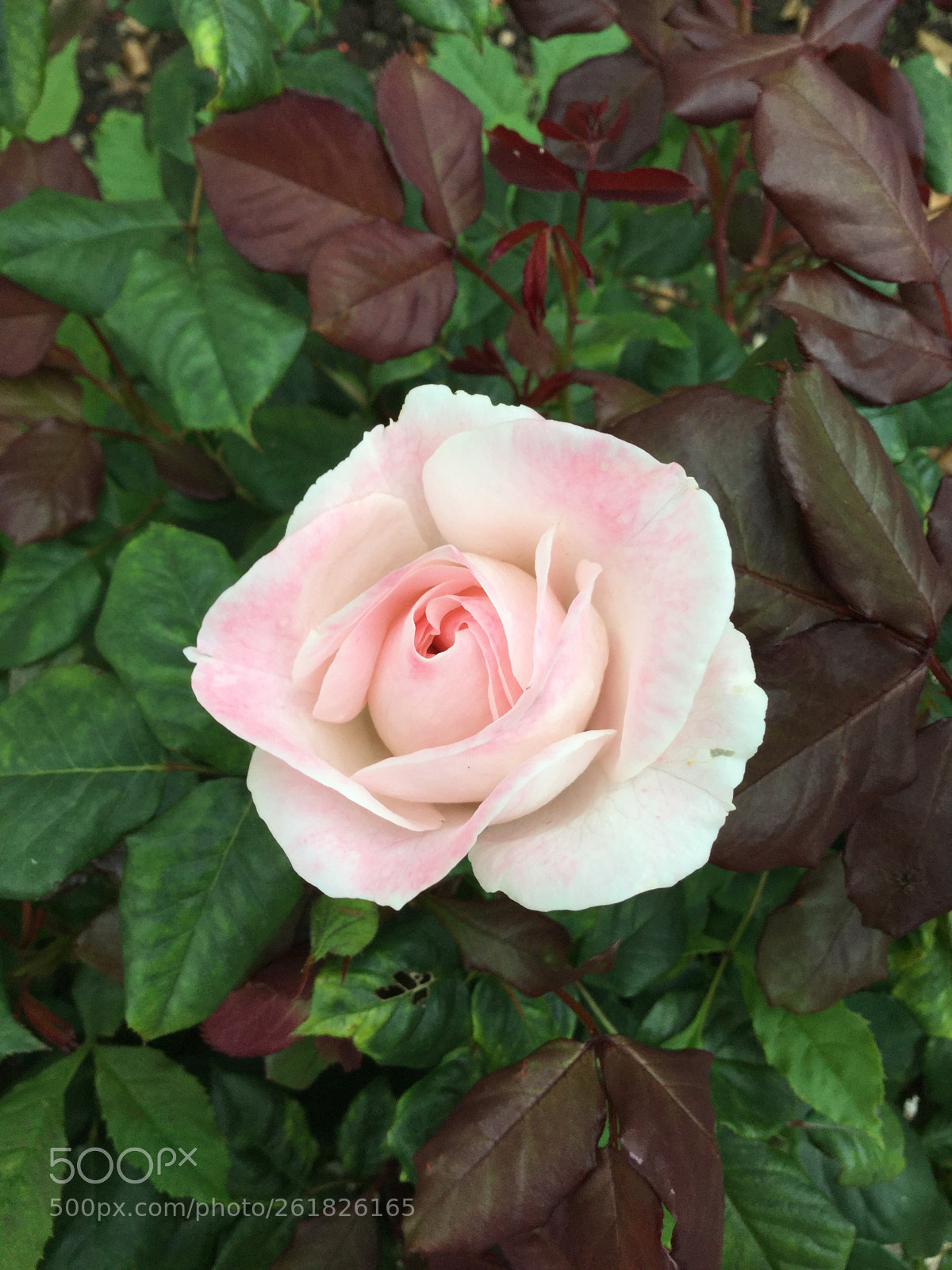 Apple iPod touch sample photo. Pale pink beauty ii photography