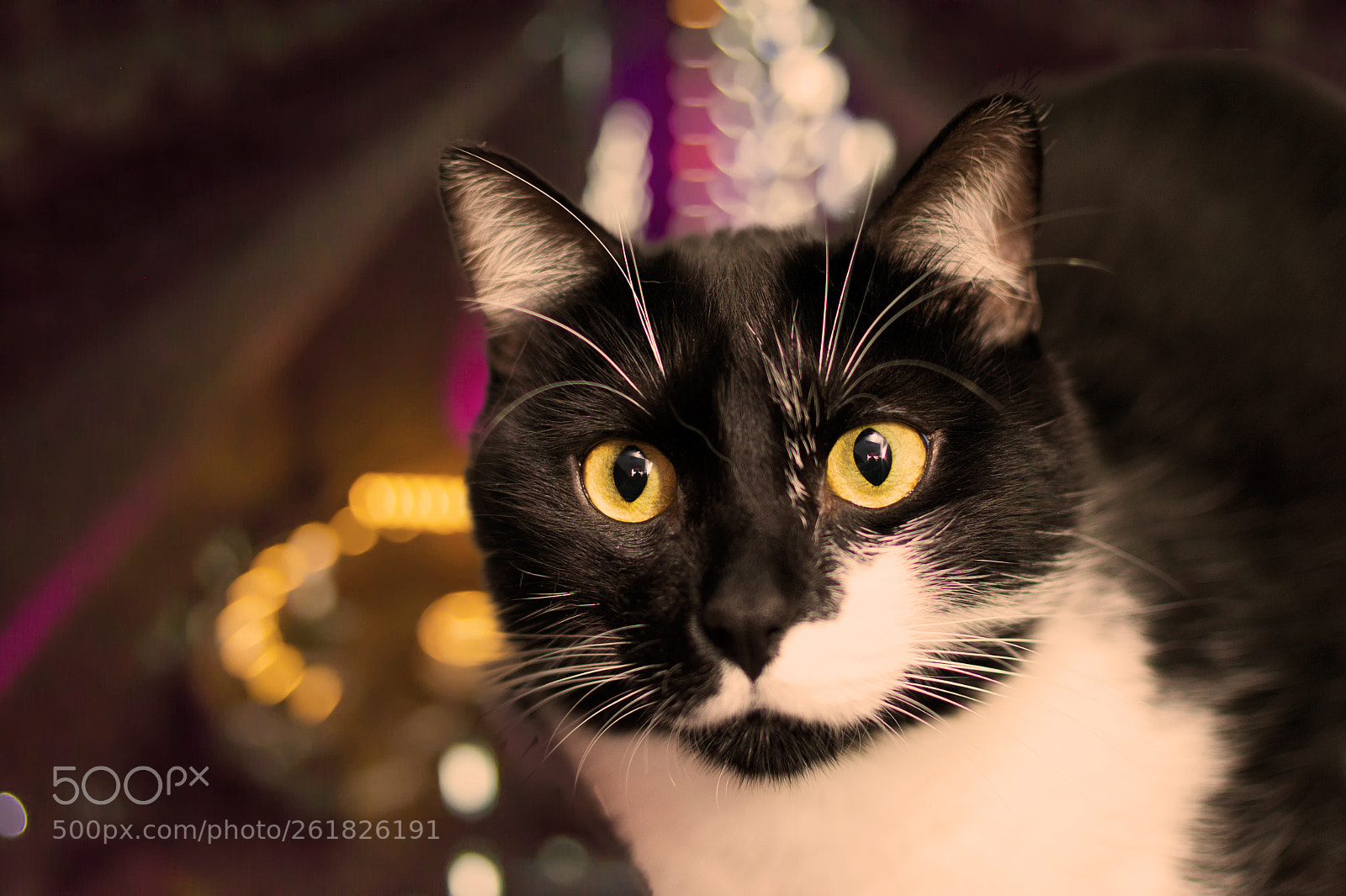 Nikon D3100 sample photo. Cat photography