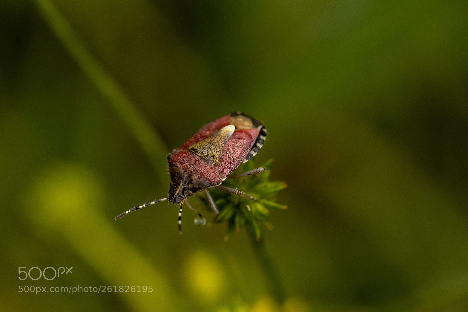 Canon EOS 77D (EOS 9000D / EOS 770D) sample photo. Macro colors... photography