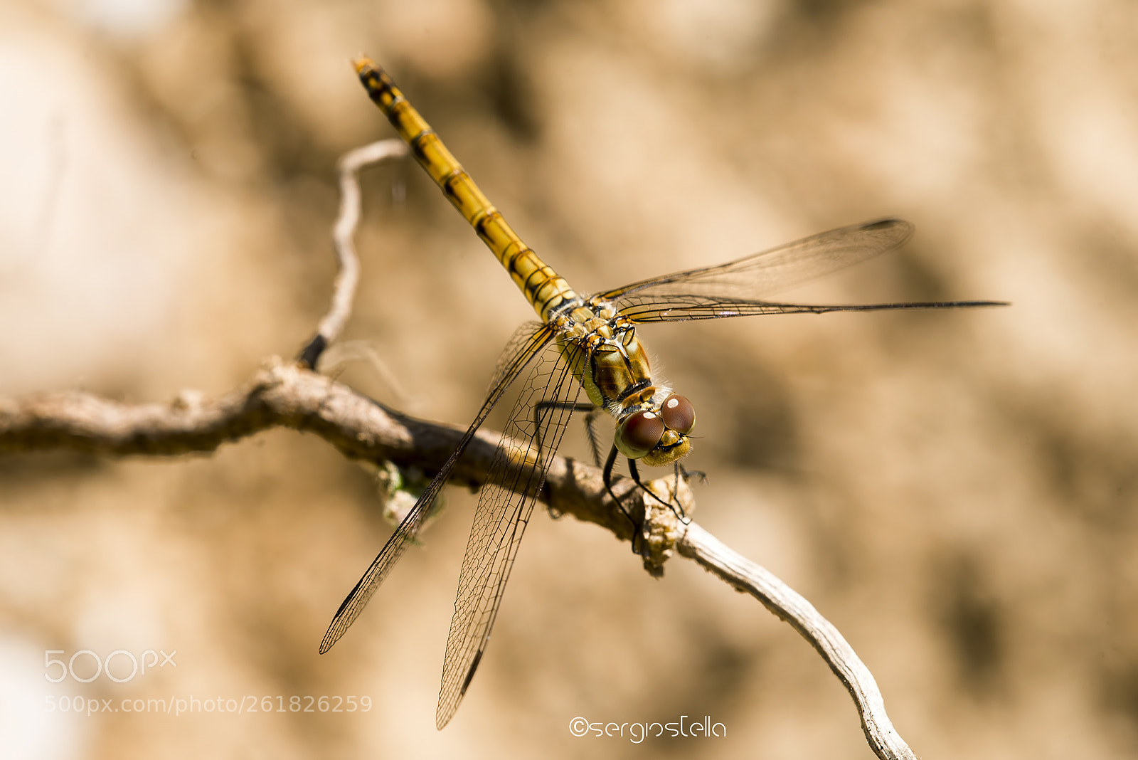 Nikon D610 sample photo. From above______ photography