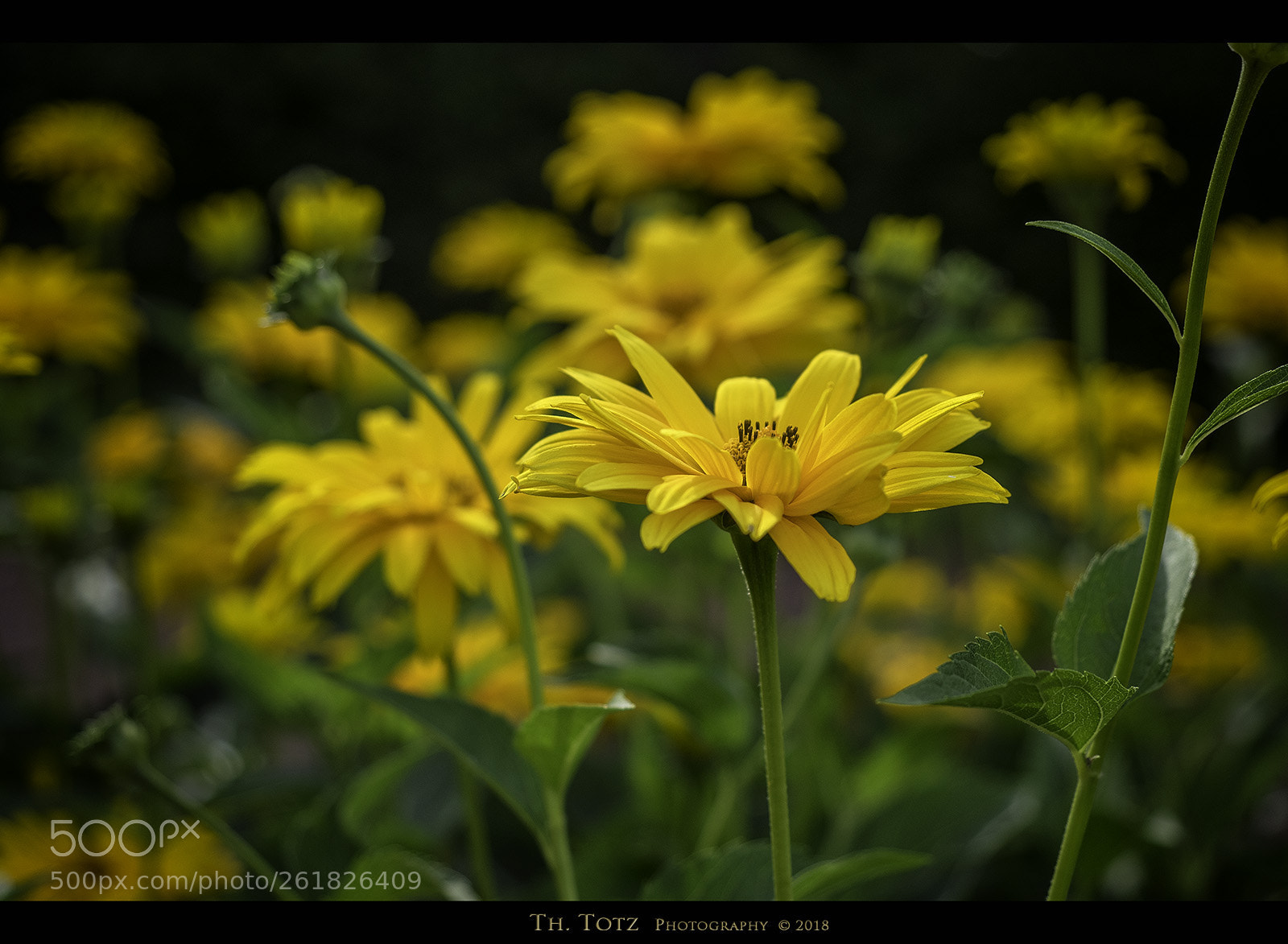 Olympus OM-D E-M1 sample photo. Yellow blossoms photography