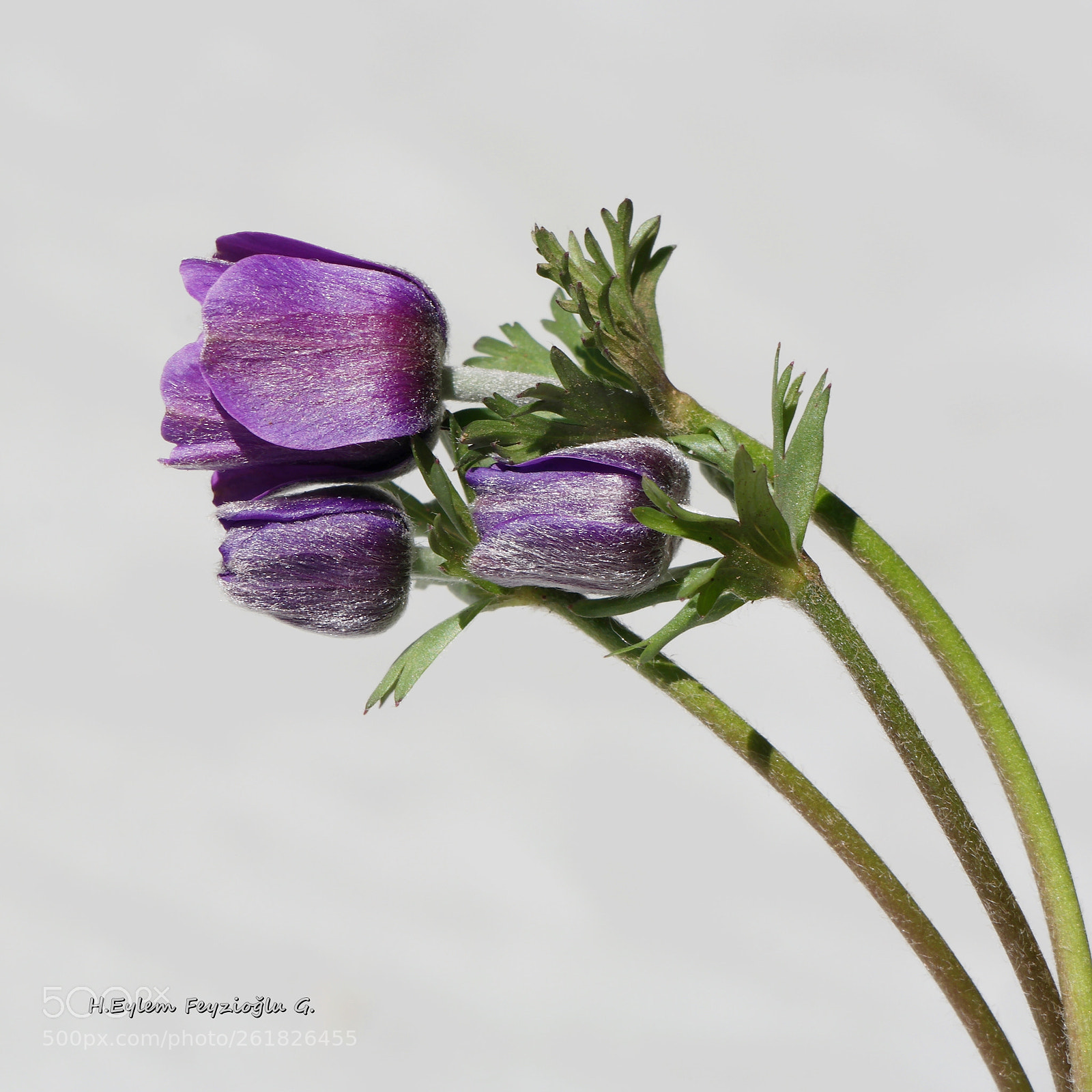 Samsung NX2000 sample photo. Anemones photography