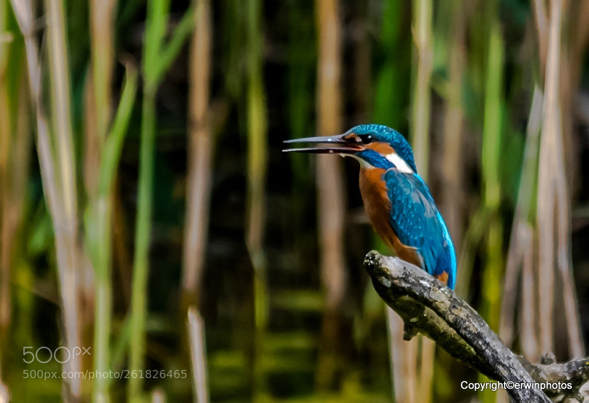 Nikon D750 sample photo. Eisvogel auf einem ast photography