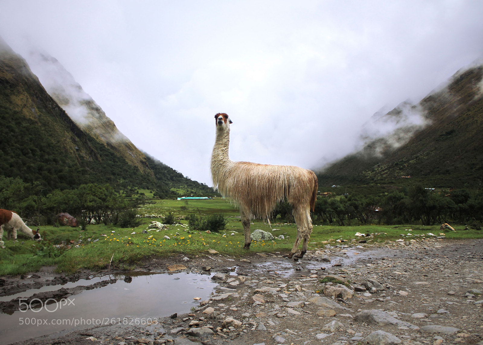 Canon EOS 50D sample photo. Stoic llama photography