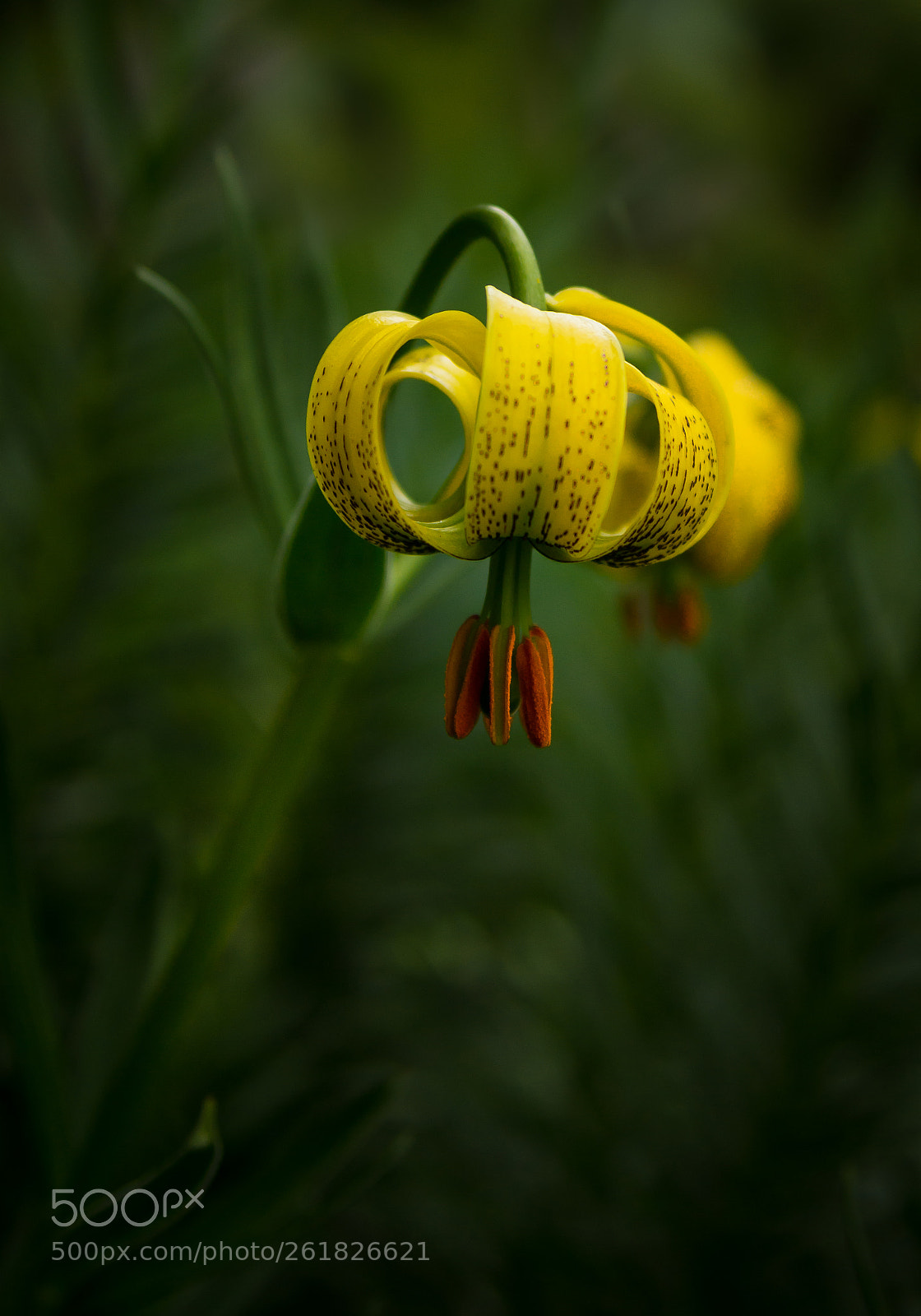 Sony SLT-A77 sample photo. Tiger lily photography