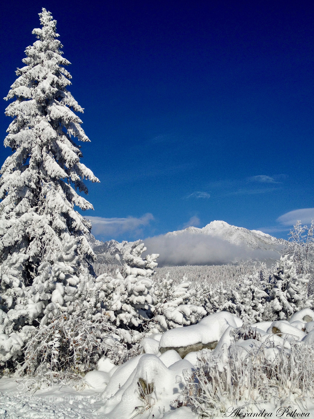 Apple iPhone 4S sample photo. Snowy tree photography