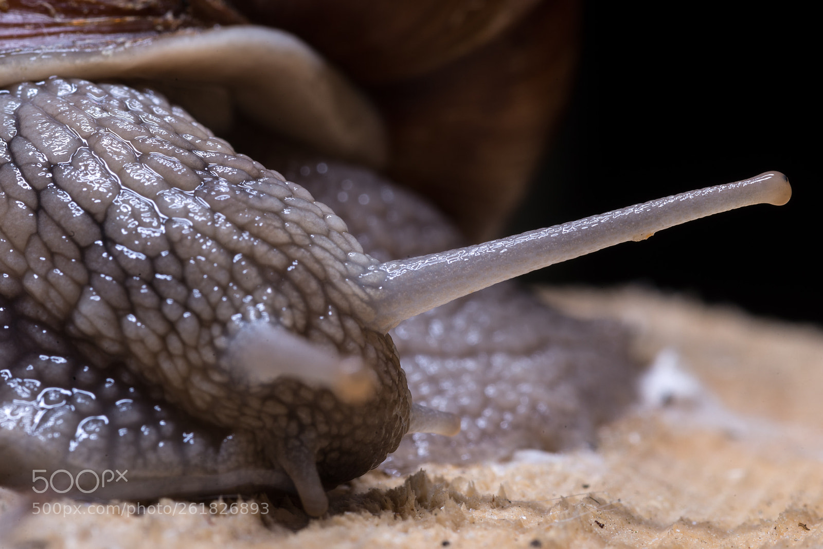 Nikon D610 sample photo. Snail photography