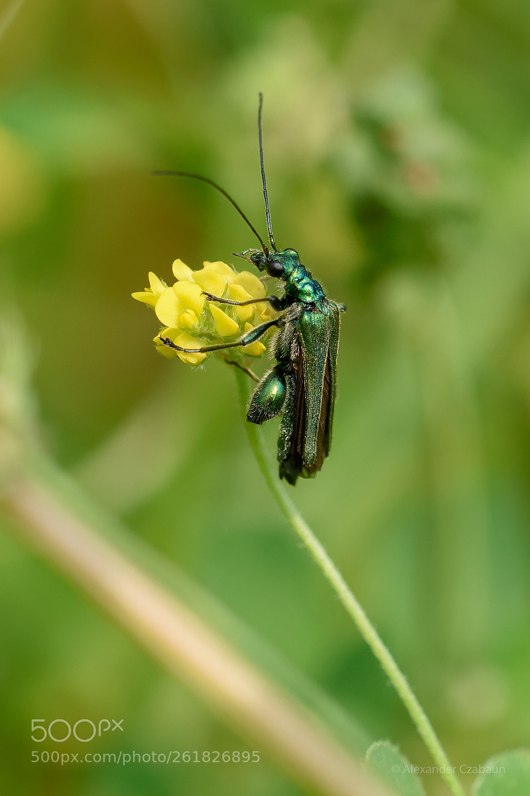 Nikon D5500 sample photo. The green beetle photography