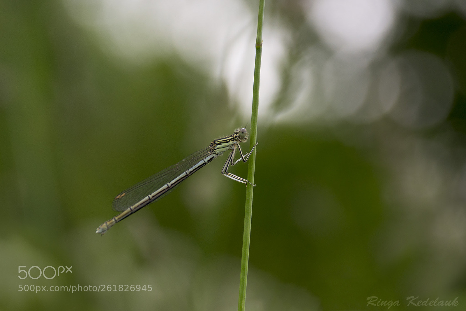 Nikon D3100 sample photo. Dragonfly photography