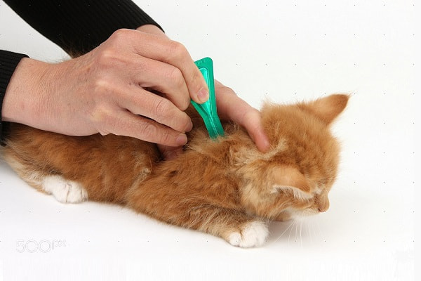 Canon EOS-1Ds Mark III sample photo. Best cat flea tick photography