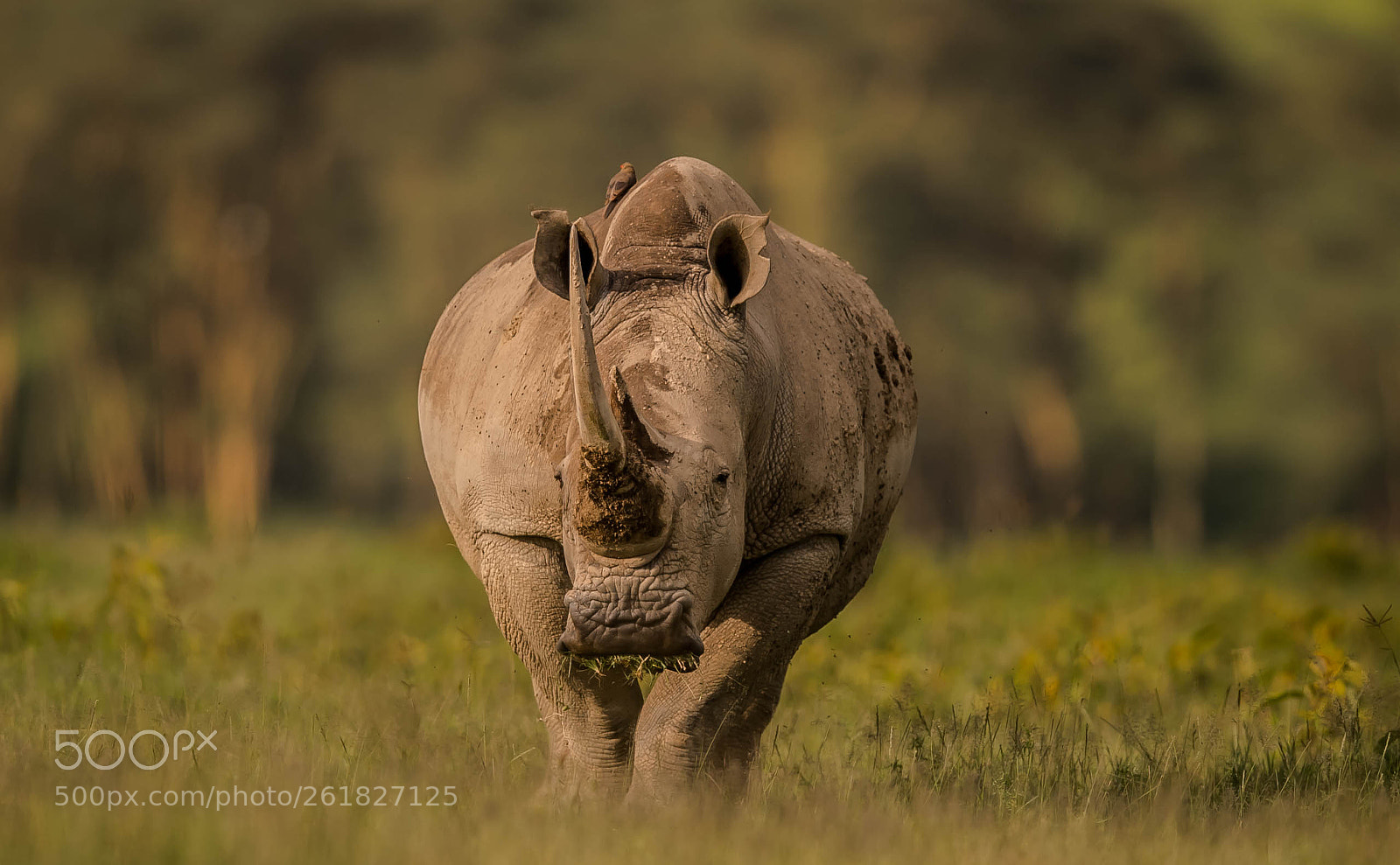 Nikon D5 sample photo. Southern white rhino photography