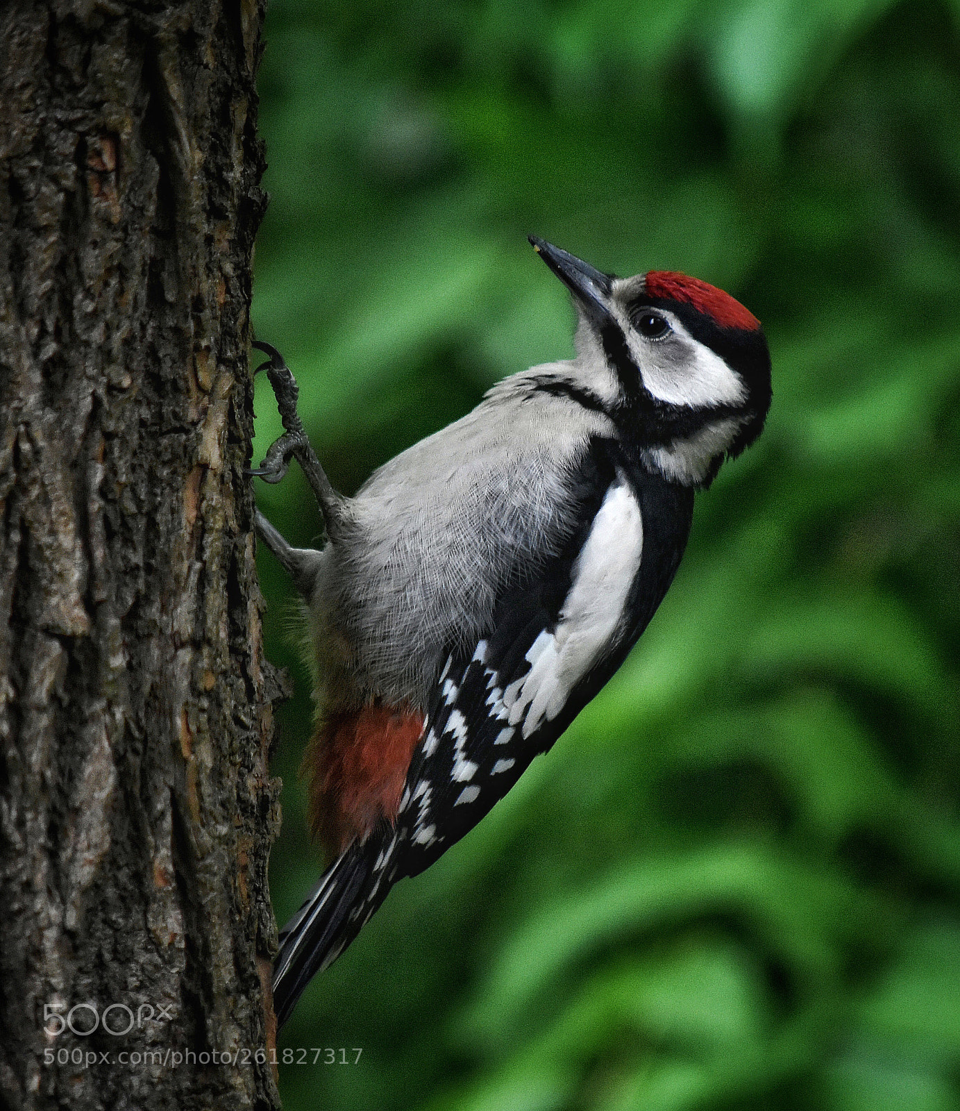 Nikon D3400 sample photo. Greater spotted woodpecker  photography