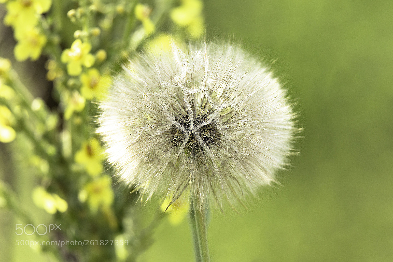 Canon EOS 6D sample photo. Flower photography