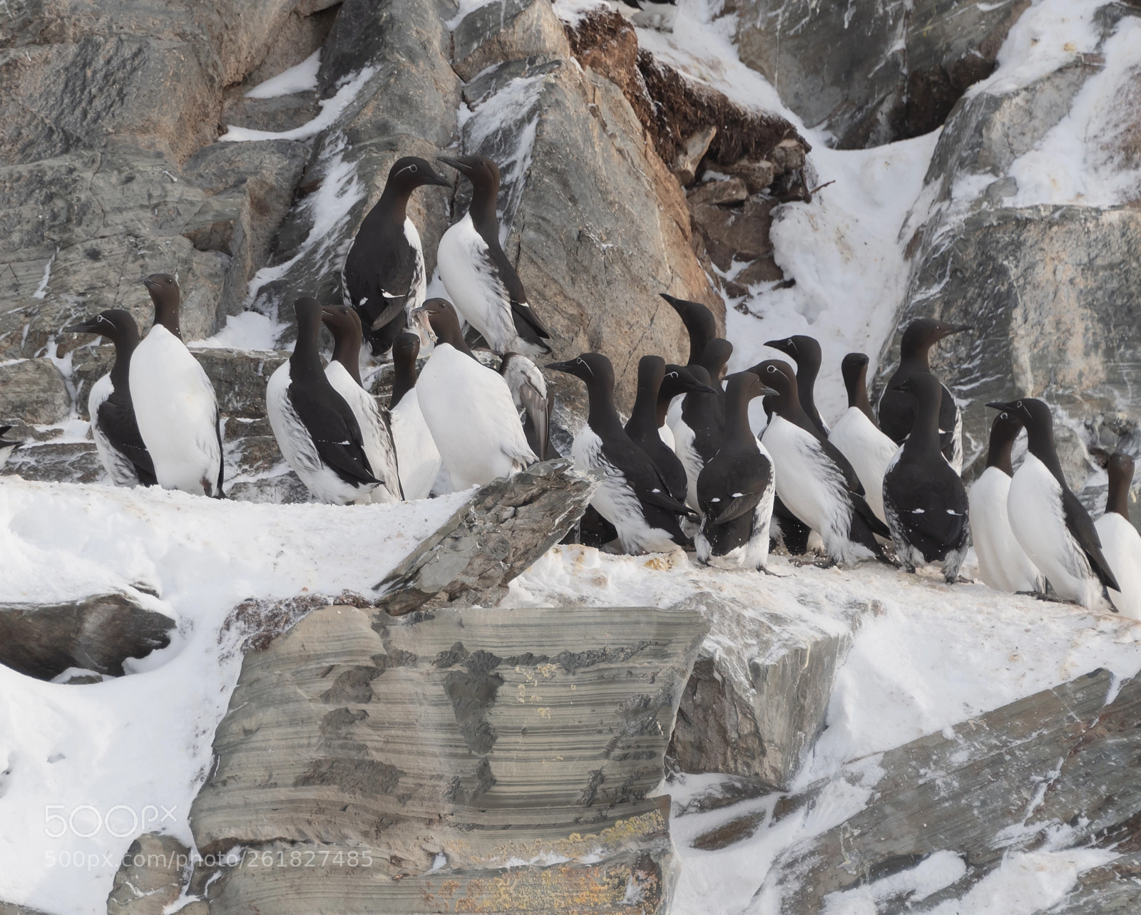 Nikon D5 sample photo. Guillemots photography