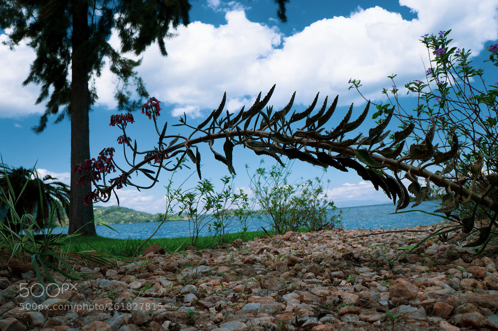 Sony a6000 sample photo. Coffee at lake kivu photography