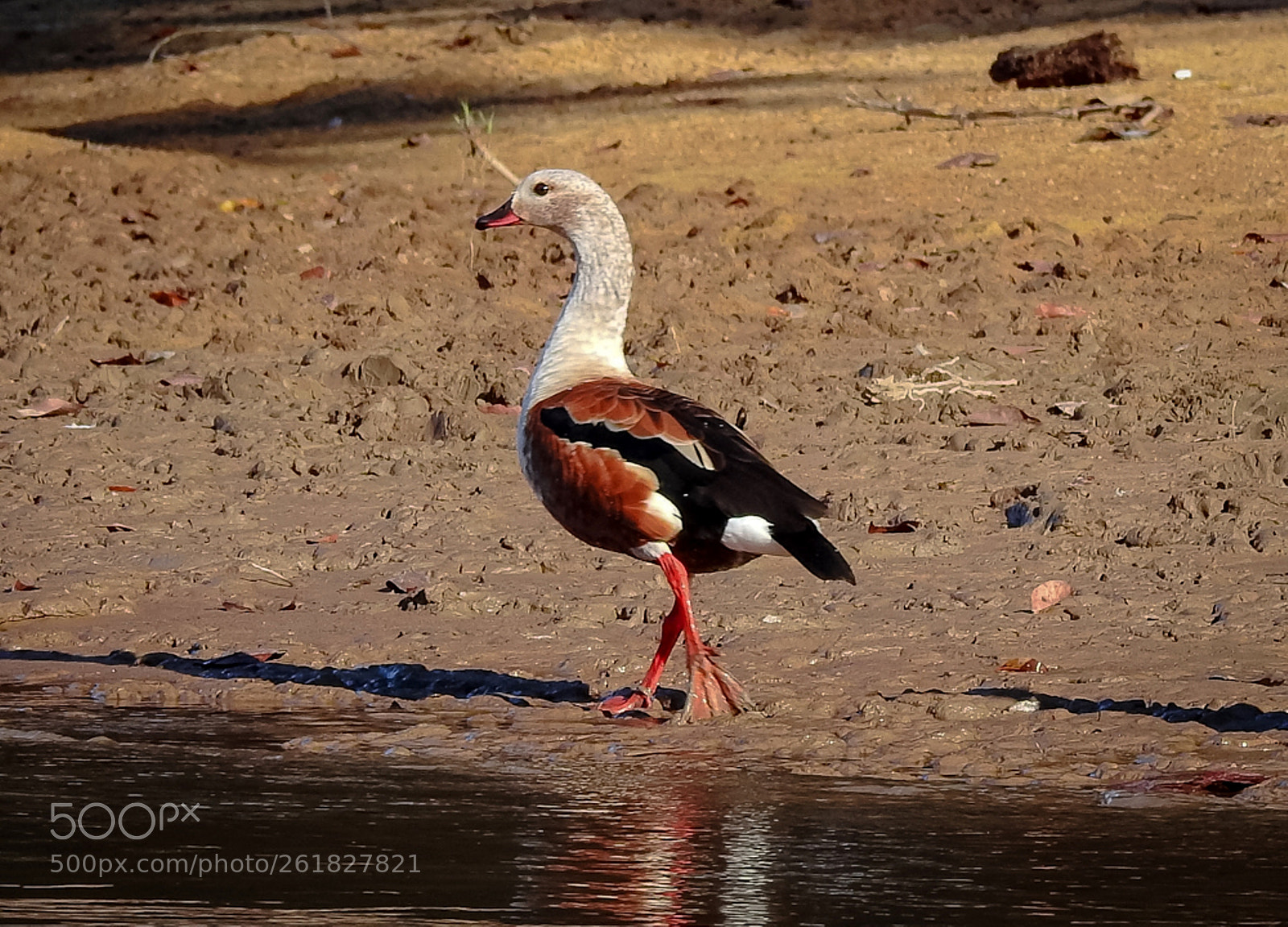 Nikon Coolpix P900 sample photo. Orinoco goose neochen jubata photography
