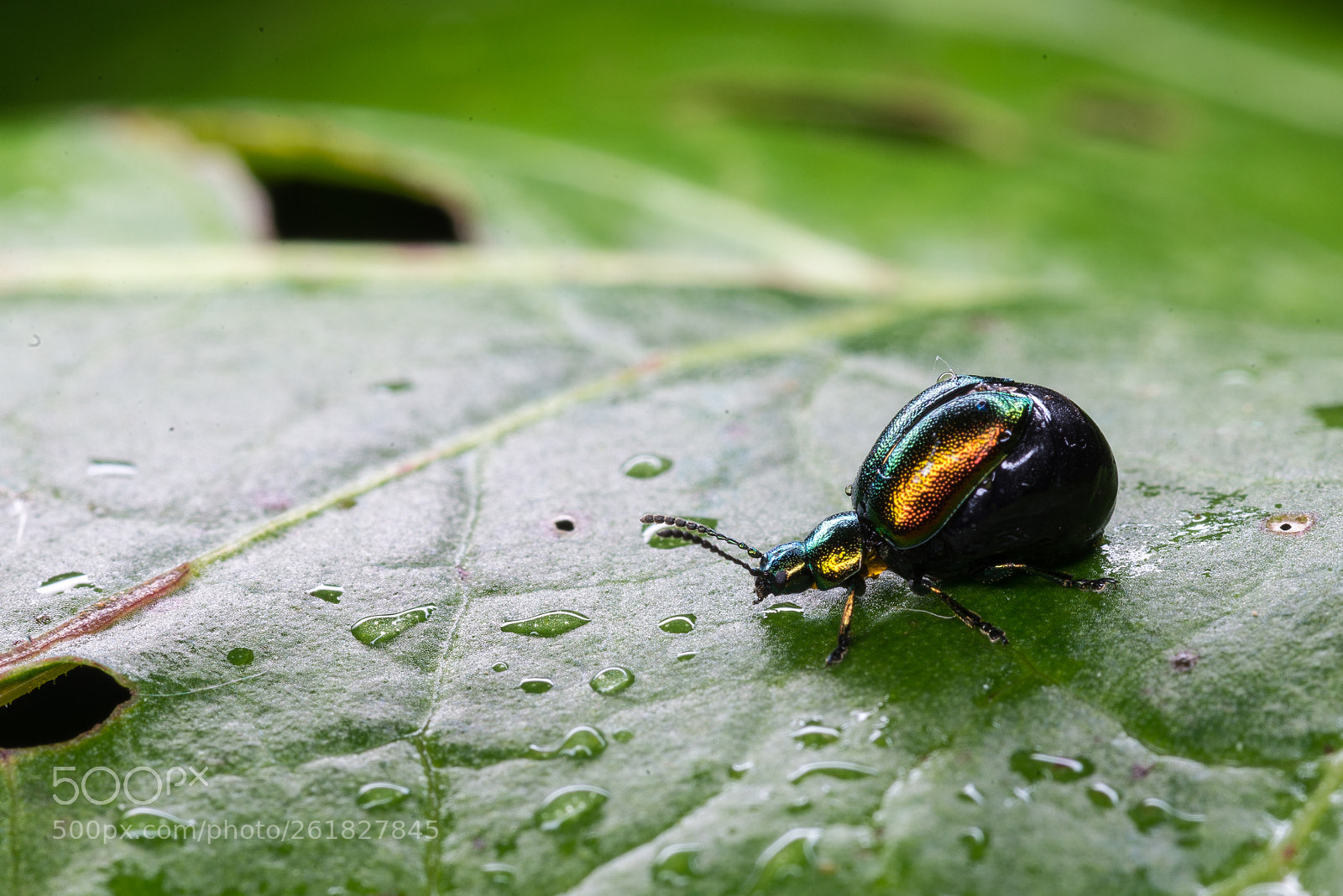 Nikon D610 sample photo. Bug photography
