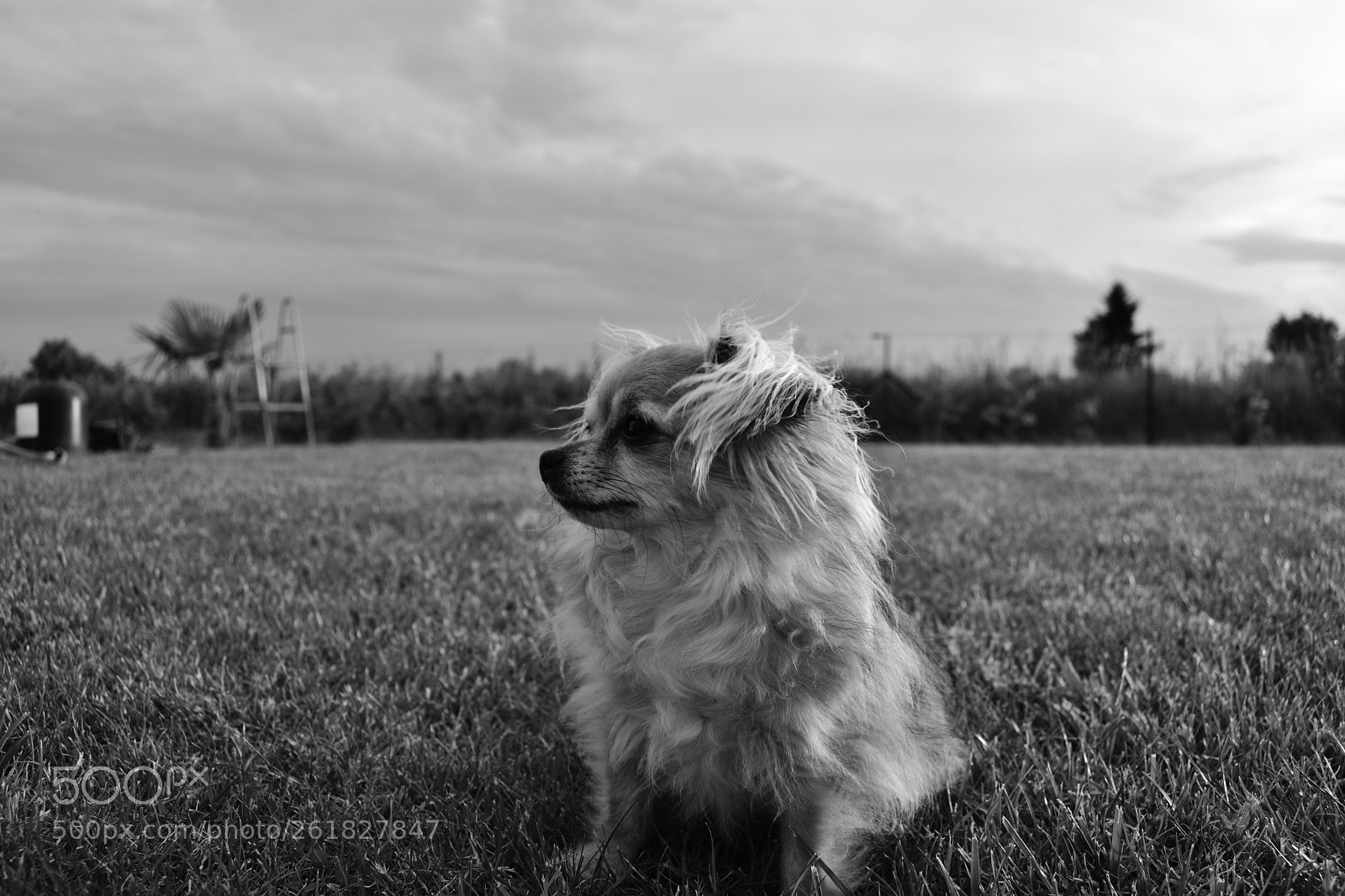 Nikon D3400 sample photo. The dog is proud. photography