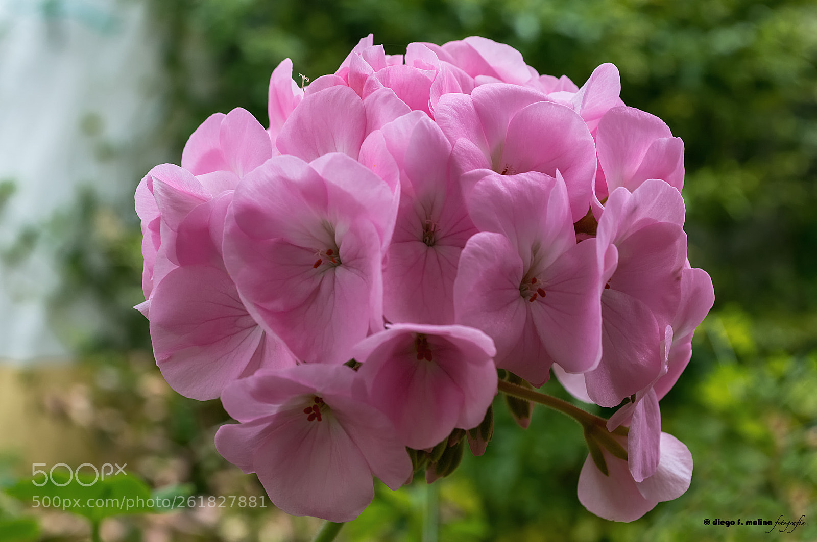 Nikon D3200 sample photo. Floración de geranio photography