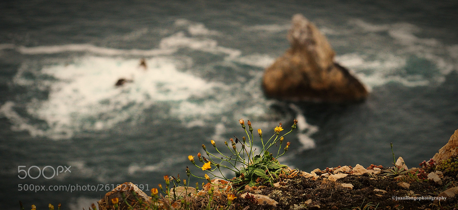 Olympus OM-D E-M10 II sample photo. Flores en el acantilado photography