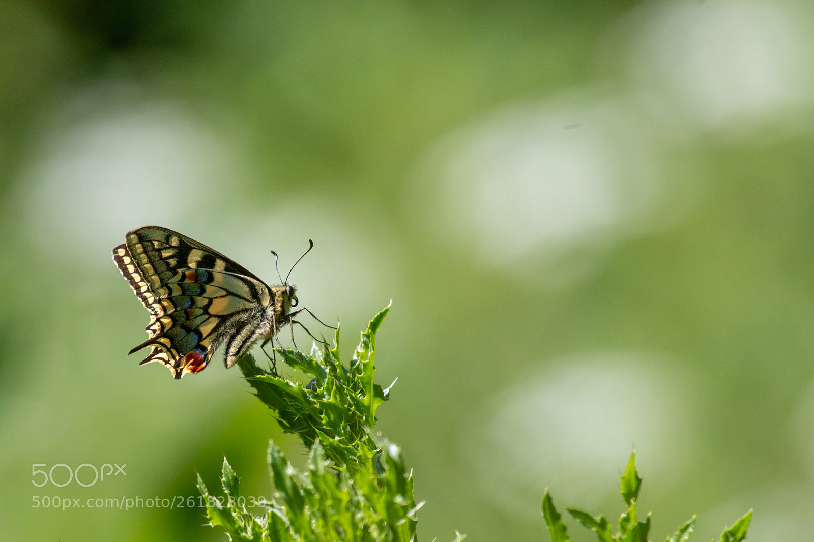 Canon EOS 70D sample photo. Swallowtail underwing photography