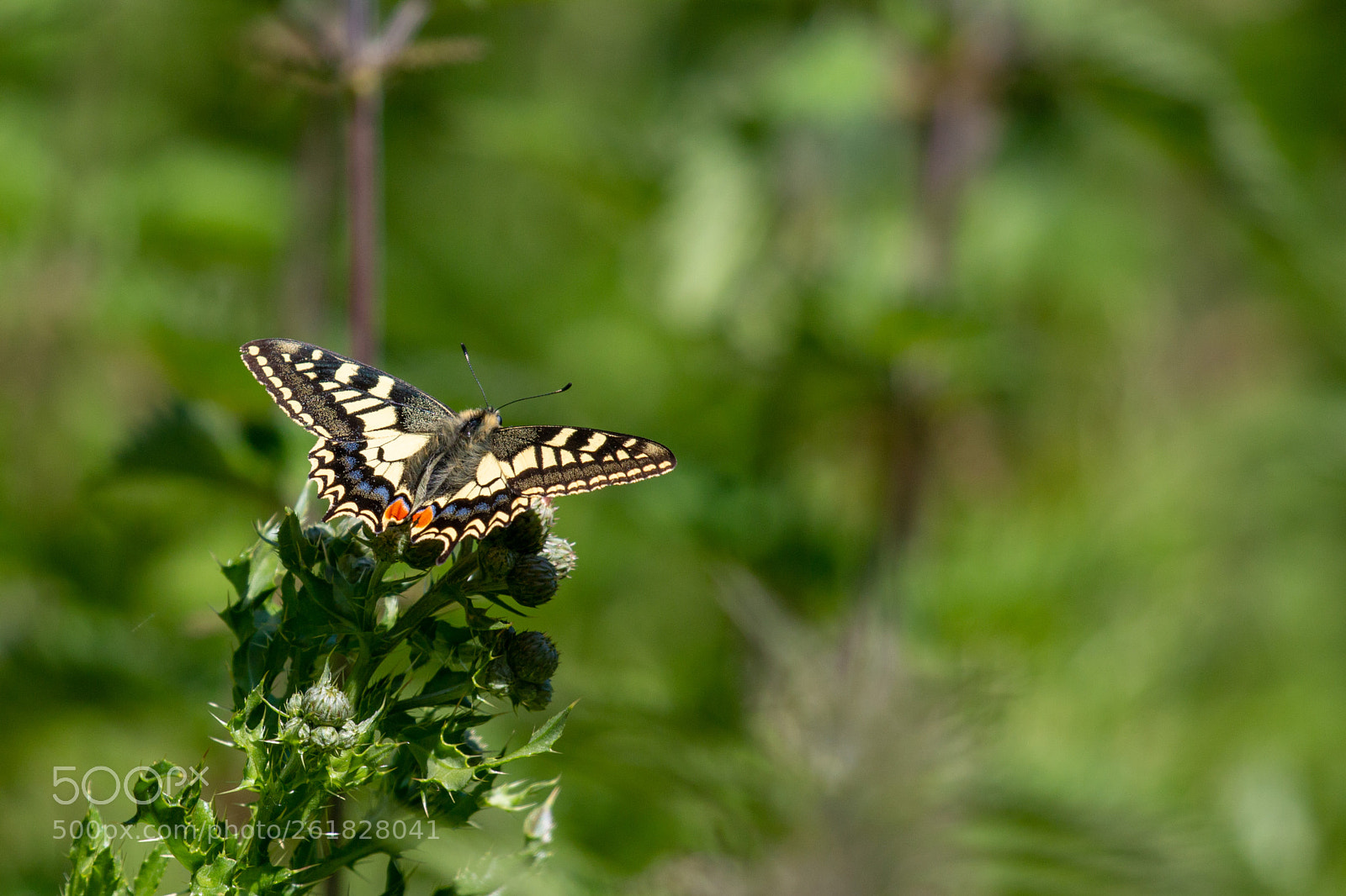 Canon EOS 70D sample photo. Swallowtail photography