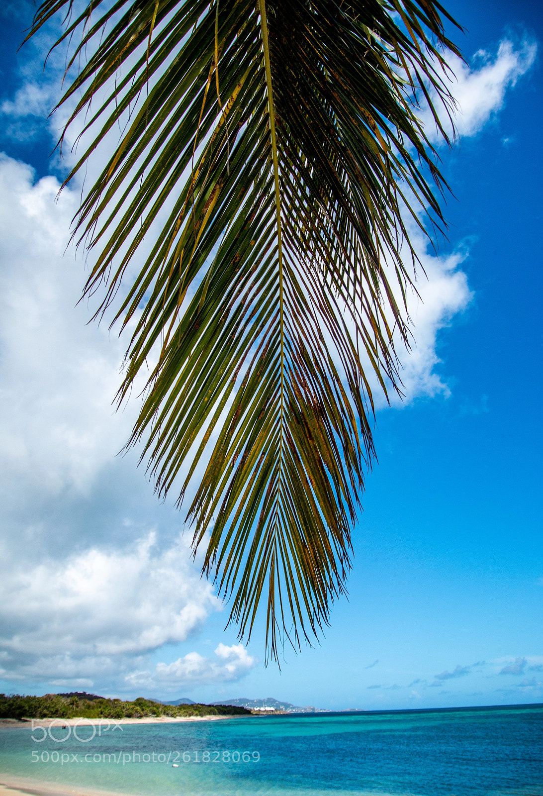 Canon EOS 70D sample photo. Palm tree by the photography