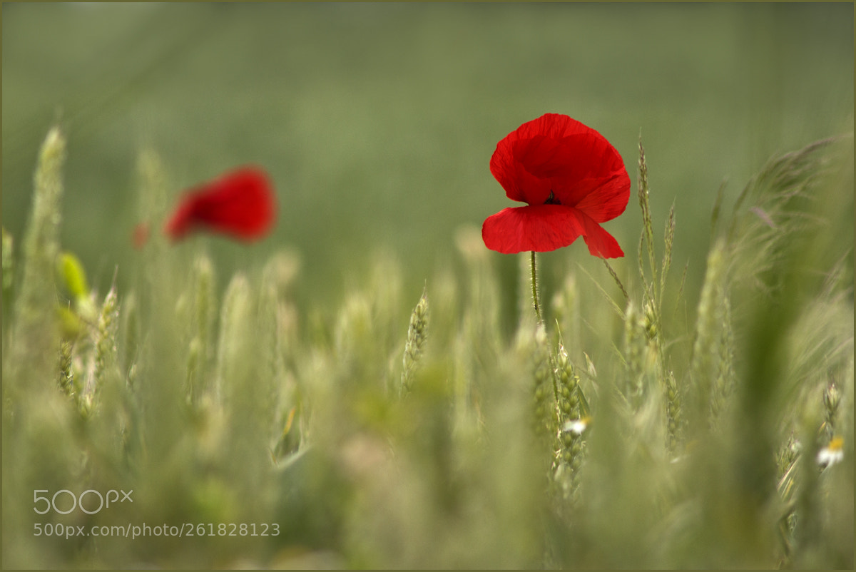Canon EOS 600D (Rebel EOS T3i / EOS Kiss X5) sample photo. Poppy photography