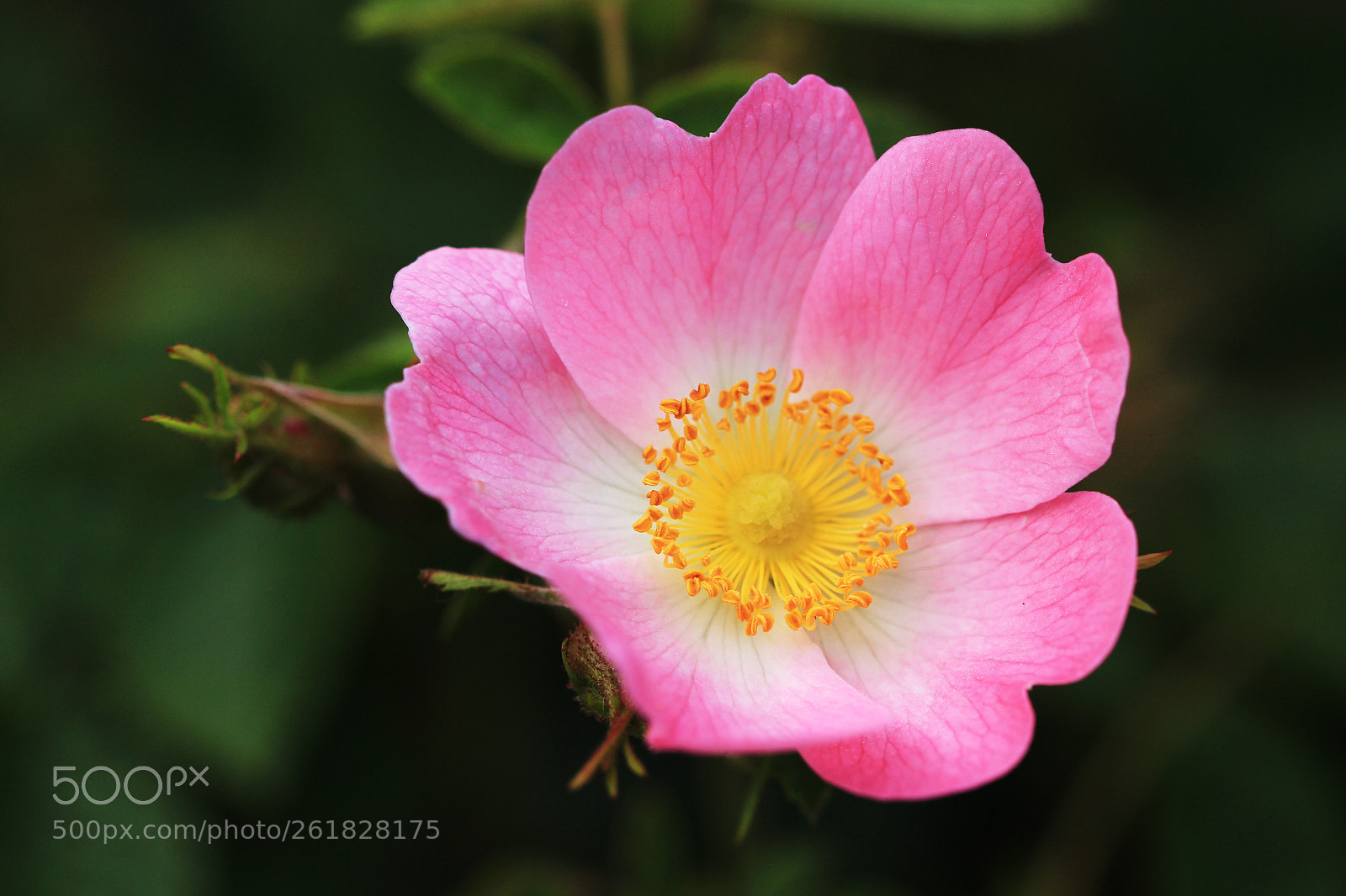 Canon EOS 700D (EOS Rebel T5i / EOS Kiss X7i) sample photo. Rosa canina photography