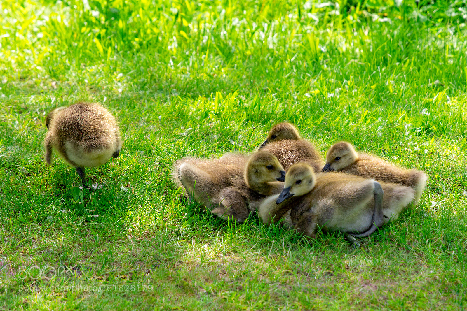 Nikon D7100 sample photo. Im telling mom! photography