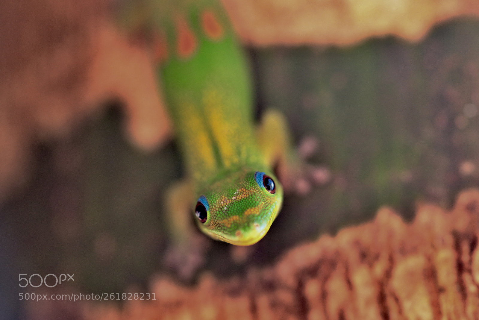 Canon EOS 6D sample photo. Madagacar golddust gecko photography