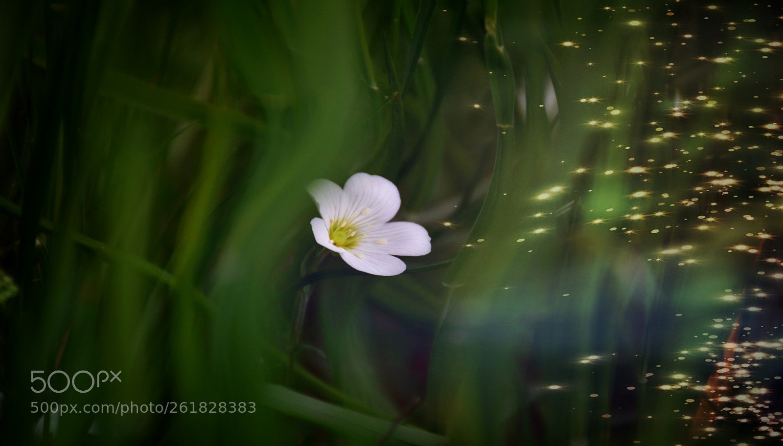 Nikon D7100 sample photo. Untitled photography