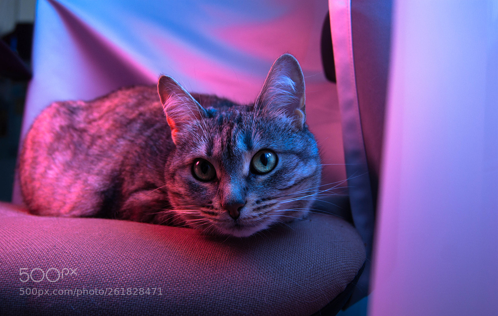 Sony Alpha DSLR-A290 sample photo. Light photography