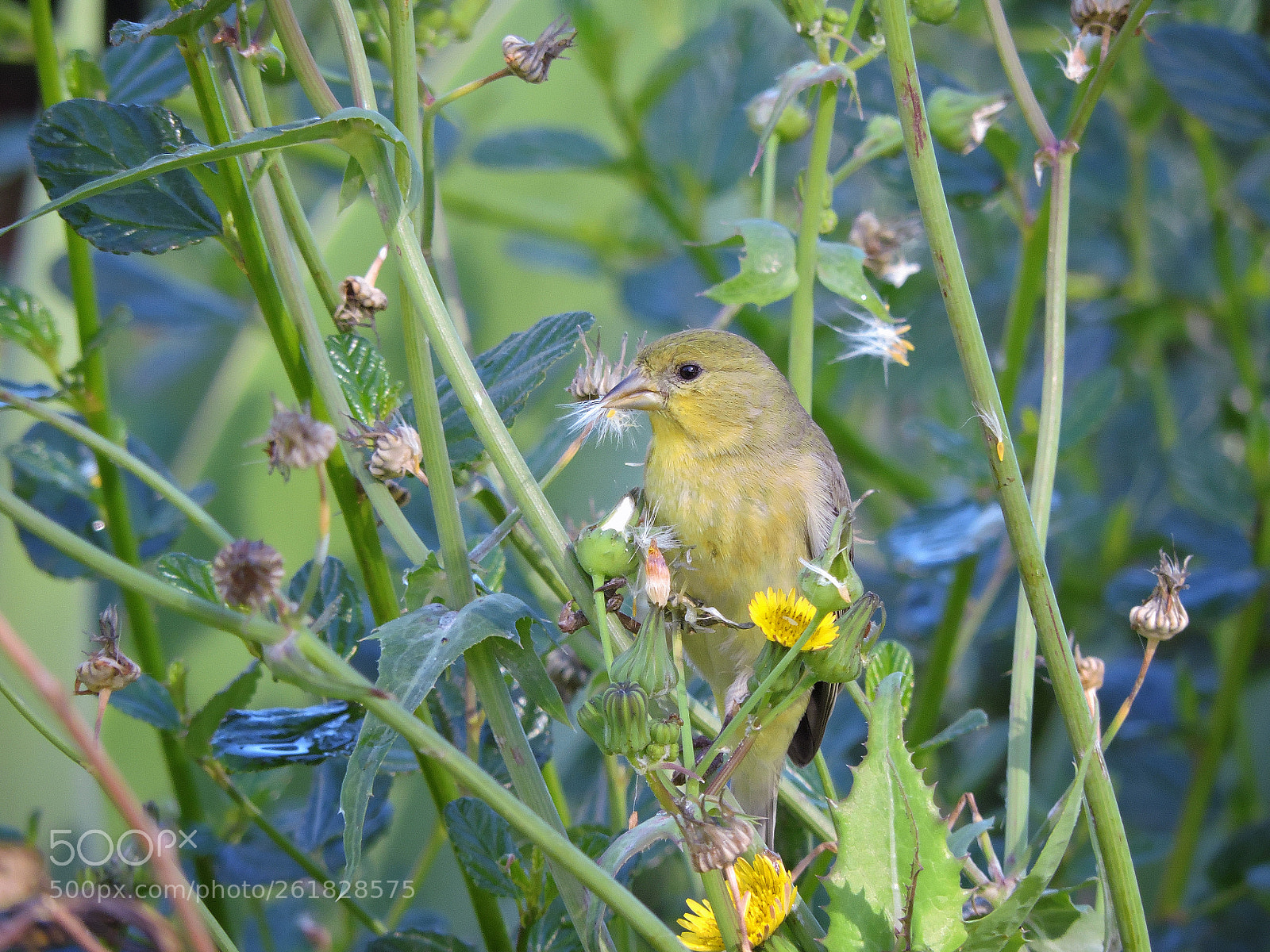Nikon Coolpix P530 sample photo. Lesser goldfinch photography