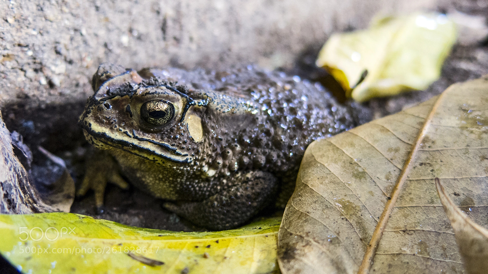 Canon PowerShot G15 sample photo. Toad photography