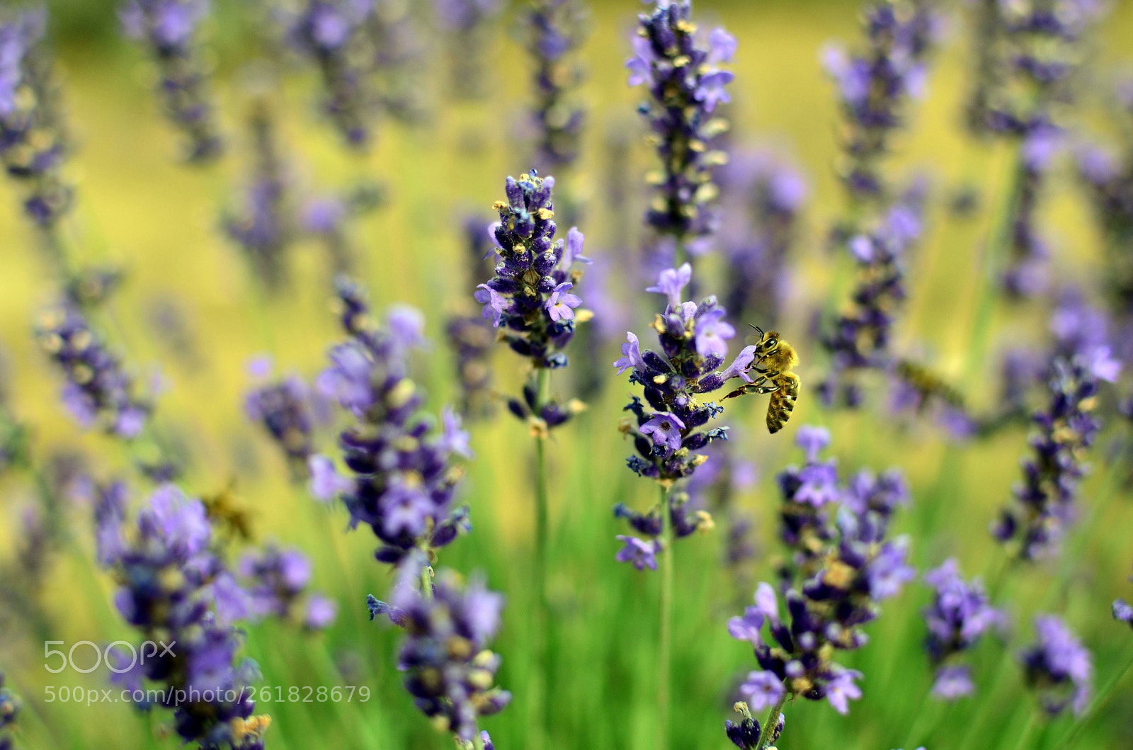 Nikon D5100 sample photo. Lavender 1 photography