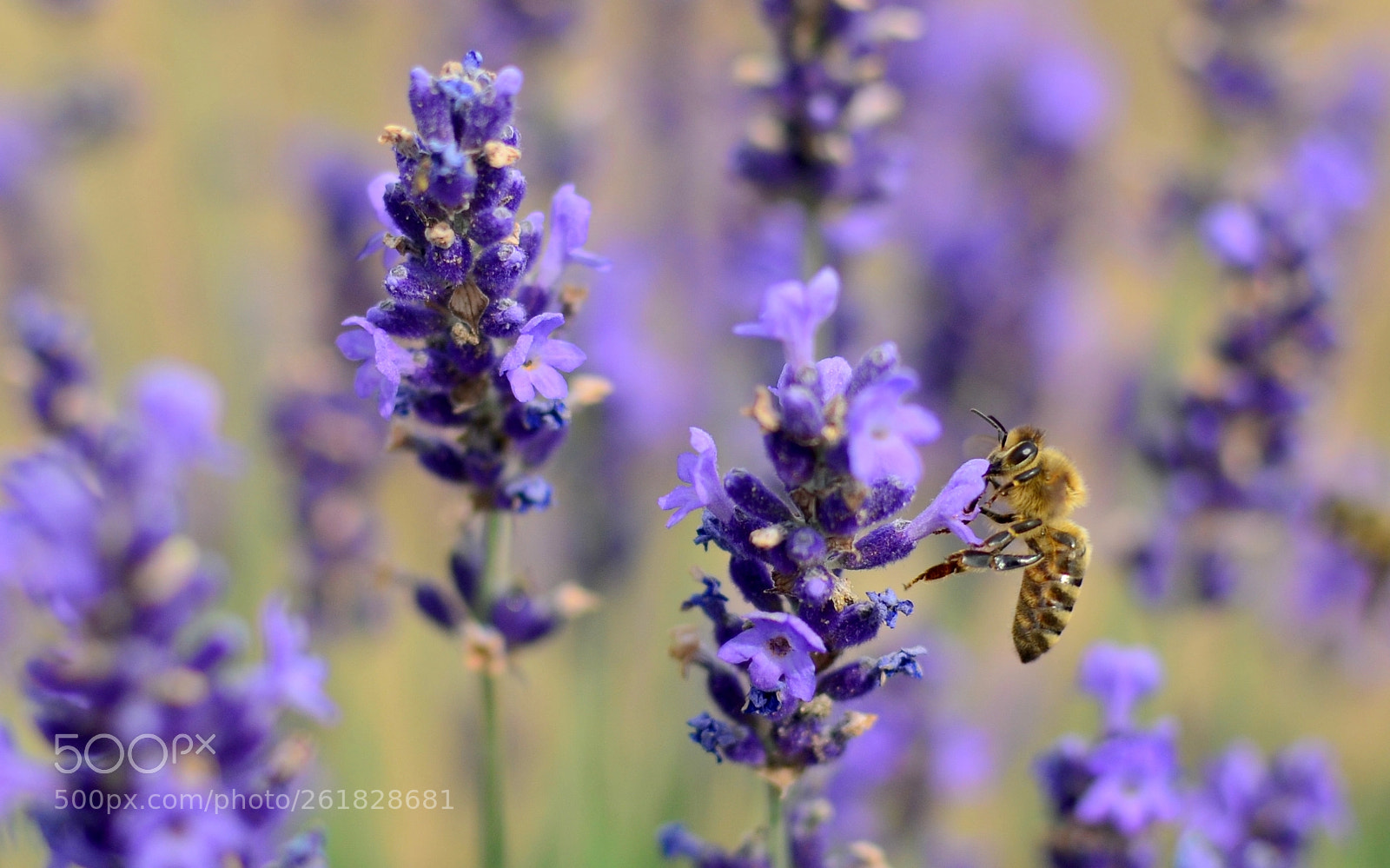 Nikon D5100 + Nikon AF-S DX Nikkor 35mm F1.8G sample photo. Lavender 2 photography